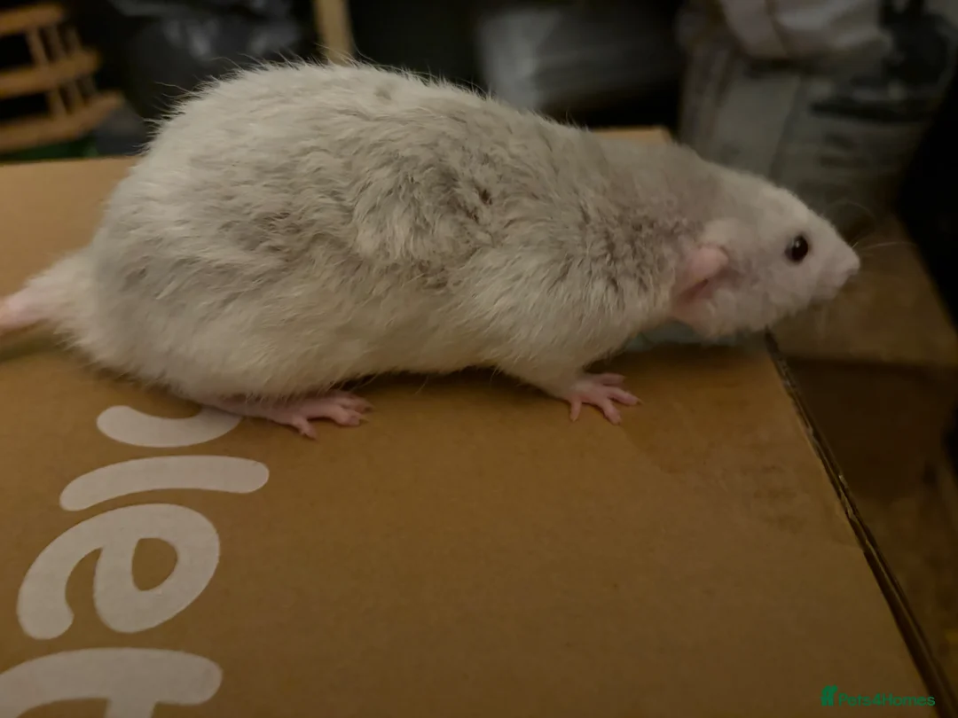Rat rodents for sale: BEAUTIFUL BABY TAME RATS  - Advert 11