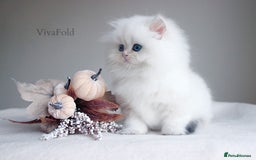 British Shorthair cats for sale: Show Class Precious Girl With Blue Eyes  - Image 3