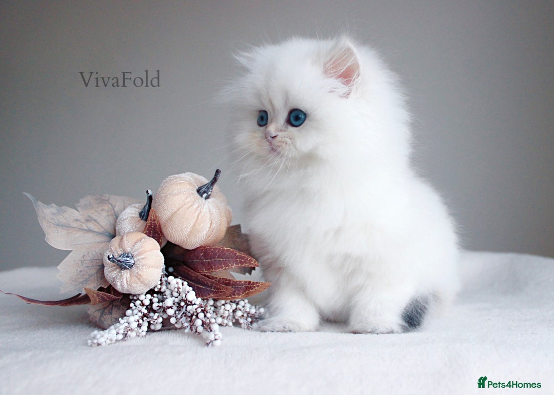 British Shorthair cats for sale: Show Class Precious Girl With Blue Eyes  - Image 3