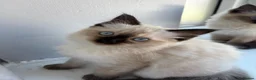 Ragdoll cats for sale: STUNNING FULLY HEALTH TESTED RAGDOLLS - Advert 5