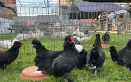 Chickens poultry for sale: Polish Chickens - Image 1