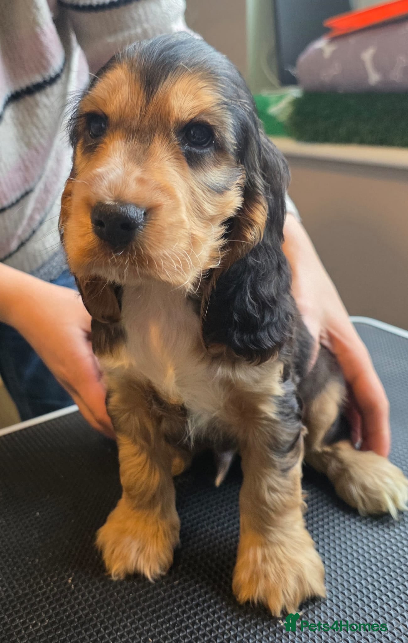 Cocker Spaniel dogs AVAILABLE KC Health Tested Show Cocker Spaniel - Advert 2