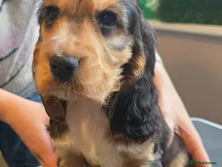 Cocker Spaniel dogs AVAILABLE KC Health Tested Show Cocker Spaniel - Advert 6