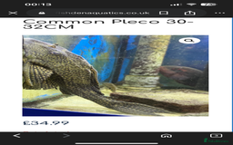 Cichlids fish for sale: 420l tank set up, loads of tropical fish - Image 9