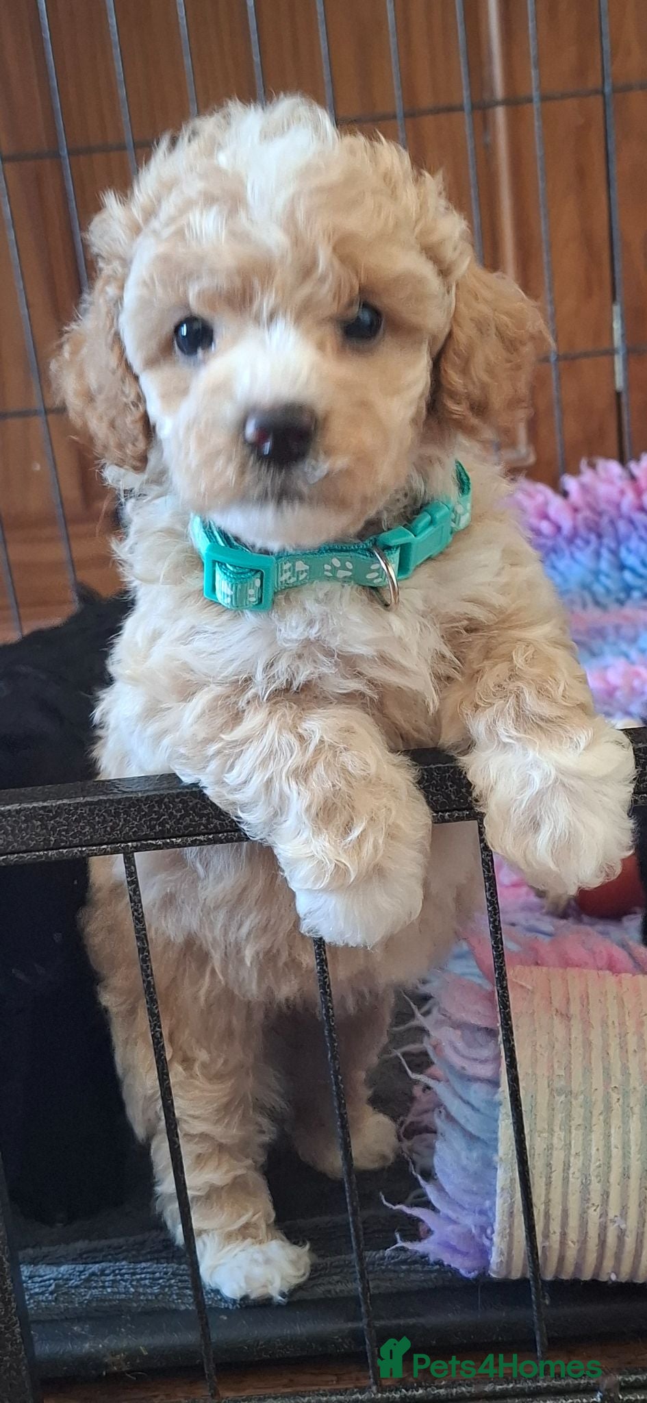 Lhasapoo dogs Gorgeous Lhachon/Poodle - Advert 1