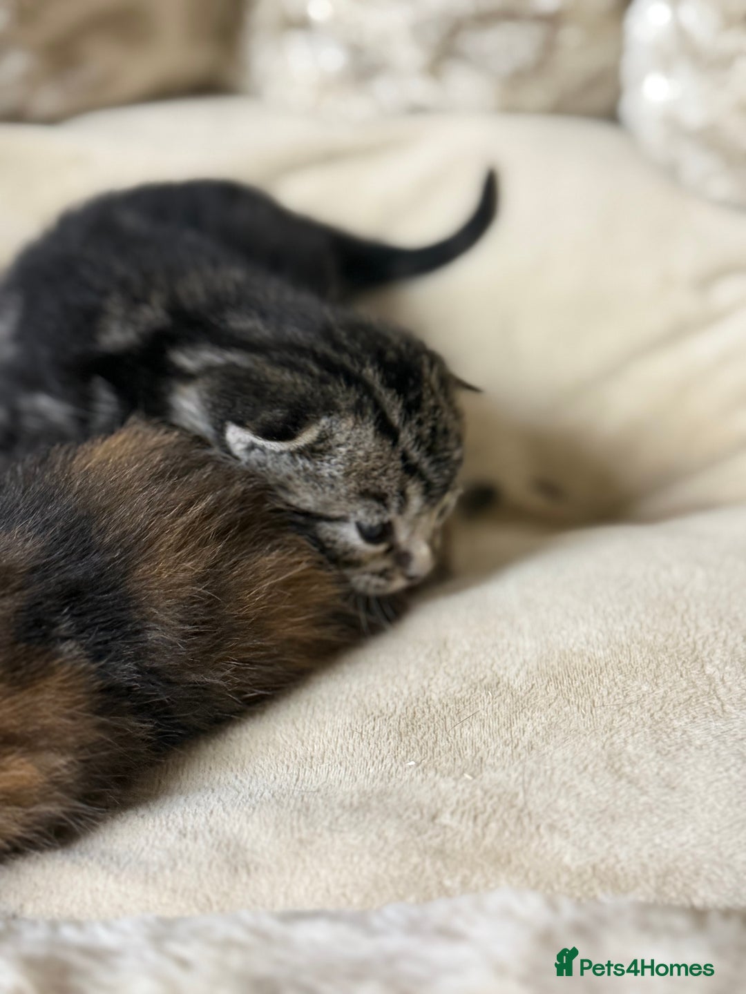 British Shorthair cats for sale: Adorable Kittens, Will be Ready from 22 December! - Advert 18
