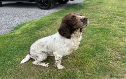 English Springer Spaniel dogs for sale: Liver and white male springer spaniel. - Image 6