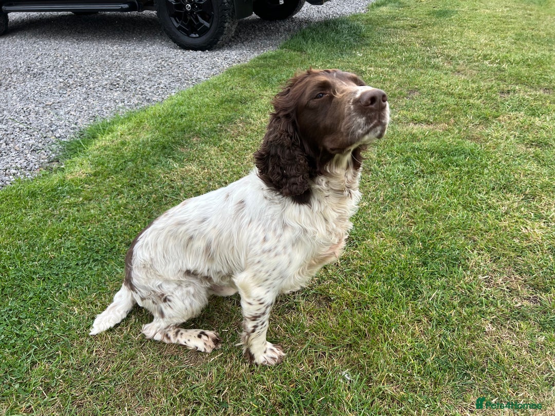 English Springer Spaniel dogs for sale: Liver and white male springer spaniel. - Image 6