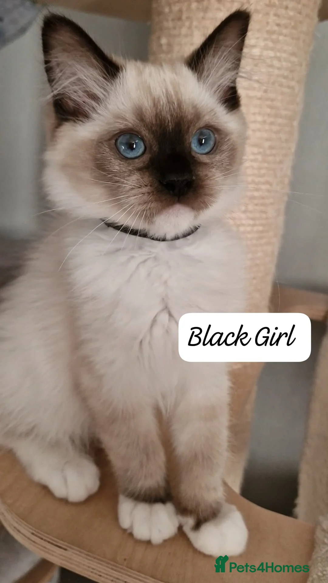 Ragdoll cats for sale: Last 3 Luxury Kittens left -European line Ragdoll - Advert 2