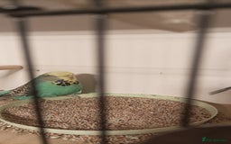 Budgerigars birds for sale: Exhibition Budgies - Image 2