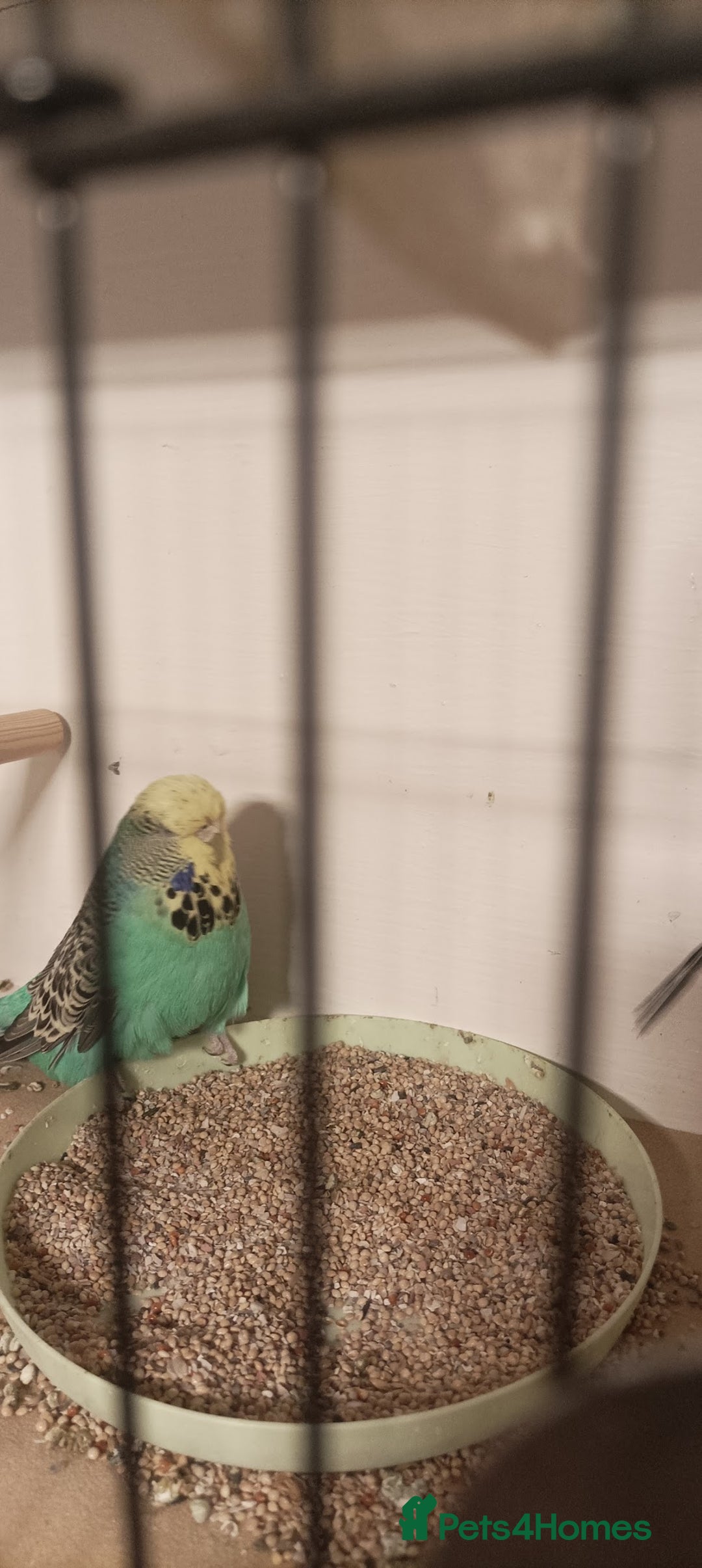 Budgerigars birds for sale: Exhibition Budgies - Image 2
