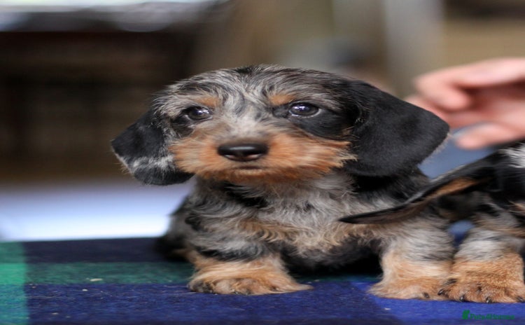 Miniature Dachshund dogs - Advert 2