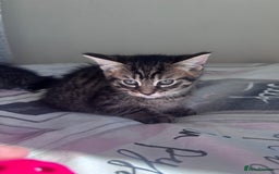 Mixed Breed cats for sale: Maine Coon Cross Kittens  - Image 3