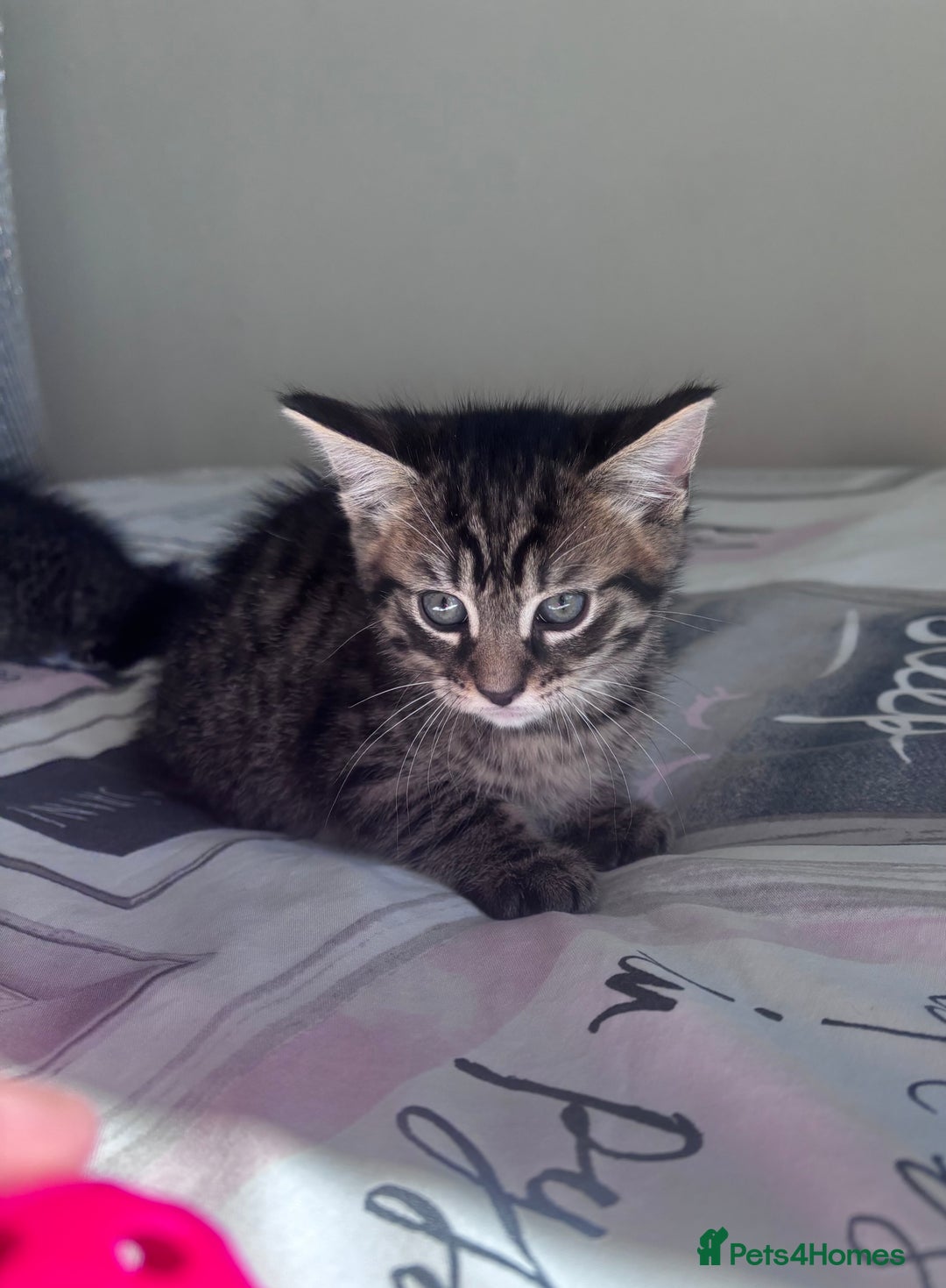Mixed Breed cats for sale: Maine Coon Cross Kittens  - Image 3
