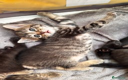 Mixed Breed cats for sale: Beautiful kittens 🐈‍⬛  - Image 7