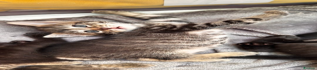 Mixed Breed Kitten 8