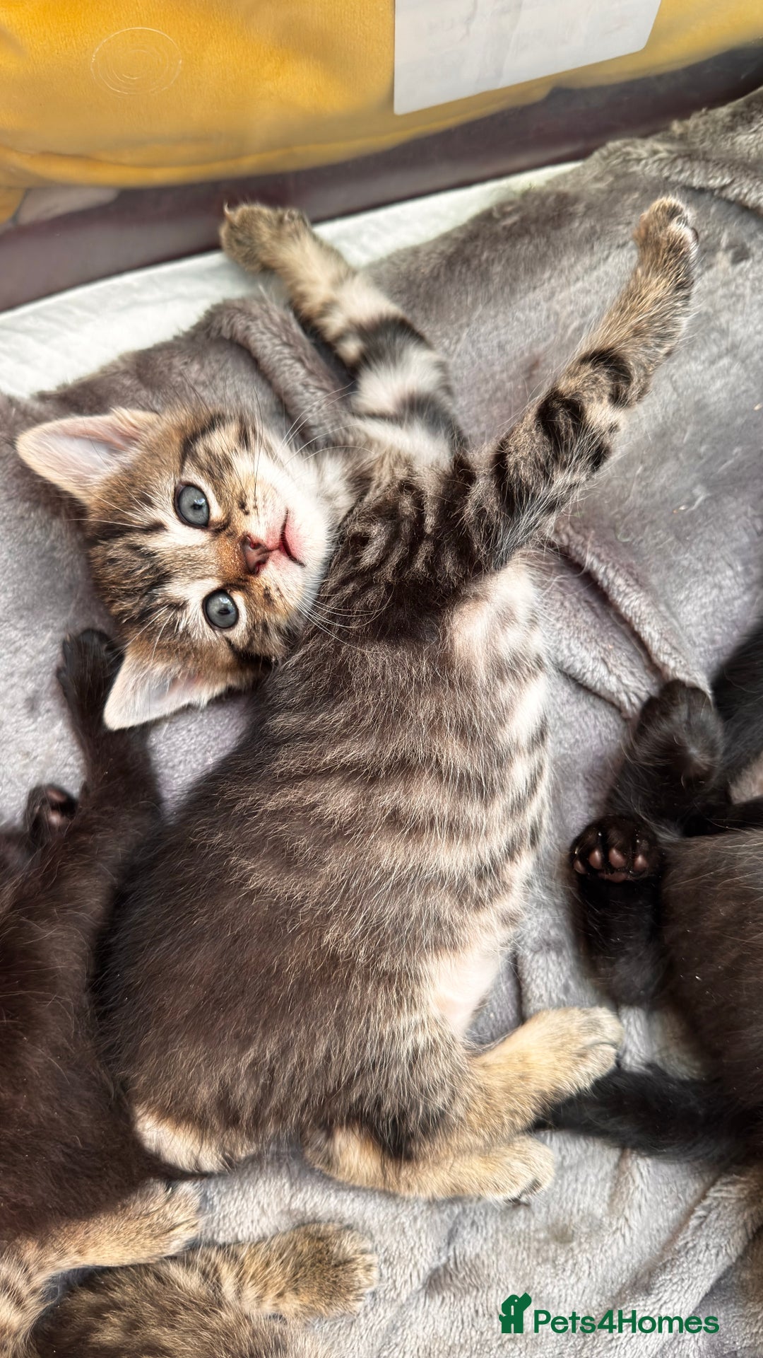 Mixed Breed cats for sale: Beautiful kittens 🐈‍⬛  - Image 7