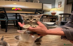 Maine Coon cats for sale: Fluffy crossed maine coon kittens for sale - Image 14
