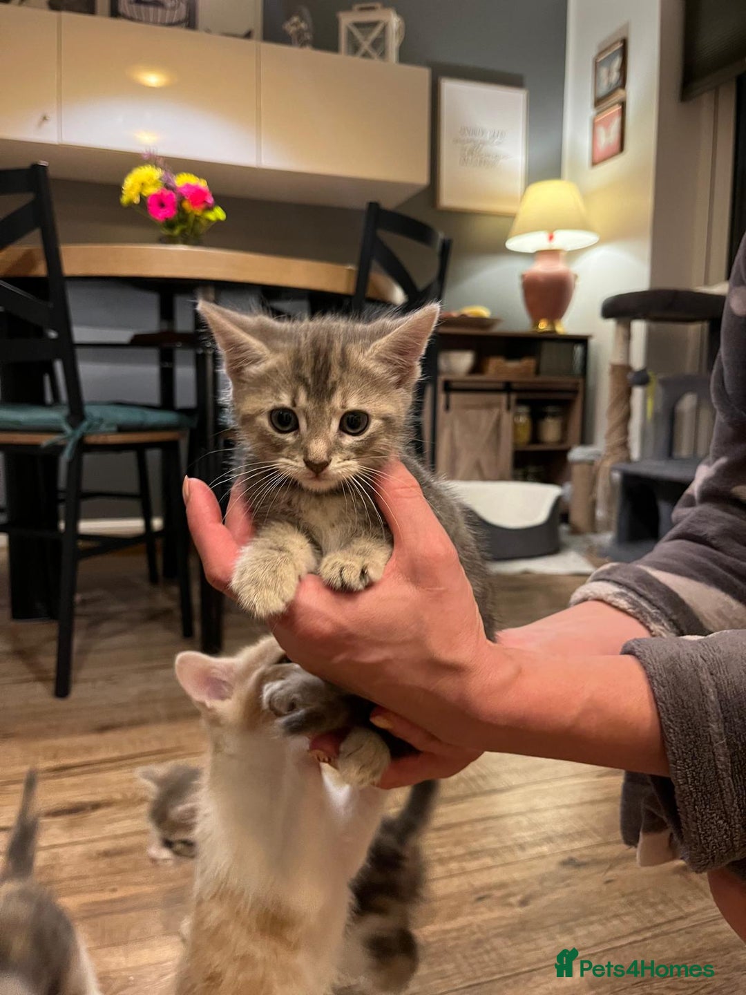 Maine Coon cats for sale: Fluffy crossed maine coon kittens for sale - Image 14