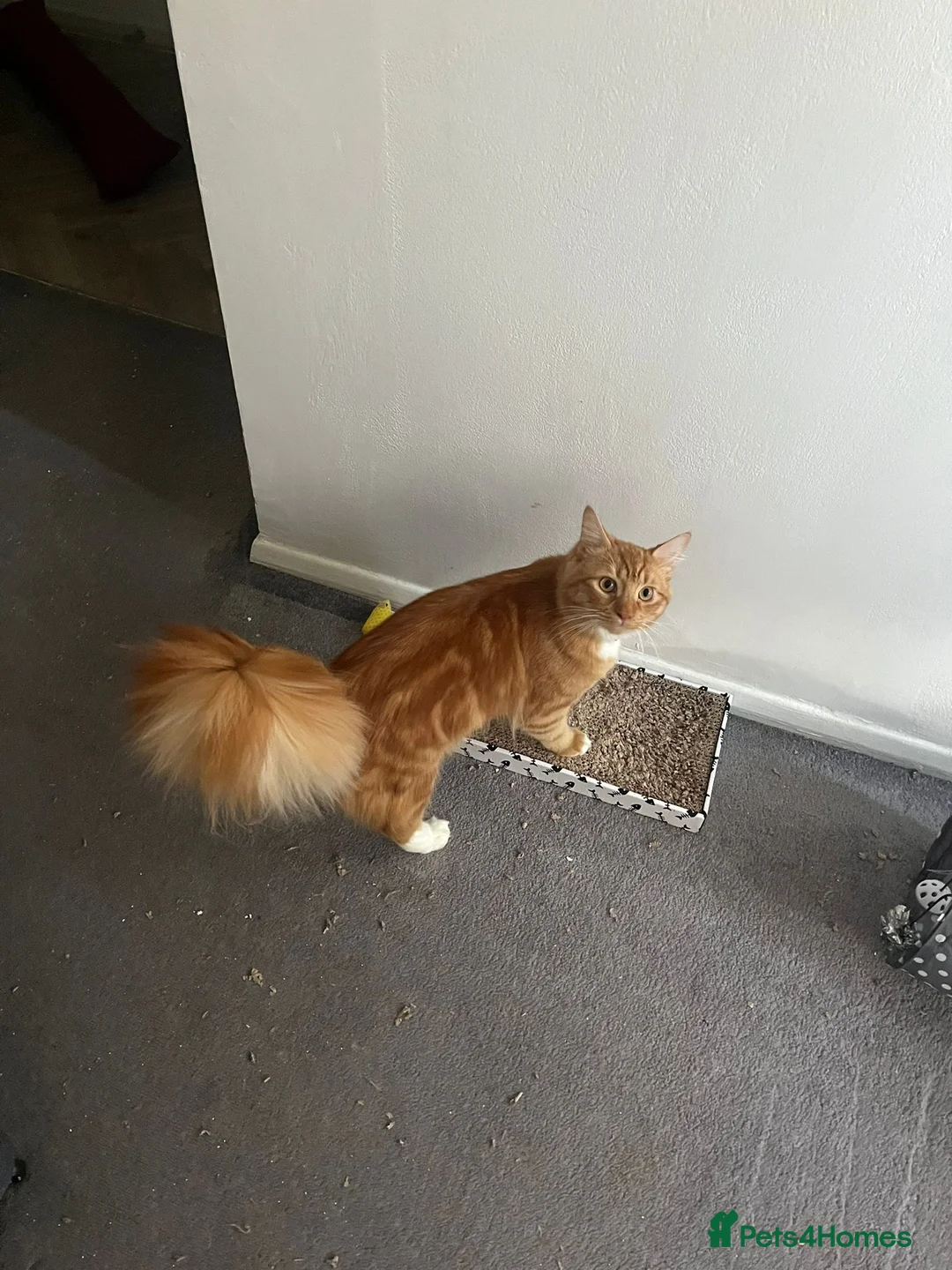Mixed Breed cats for sale: 10 month old Male Ginger Kitten for sale  in Wembley - Advert 2