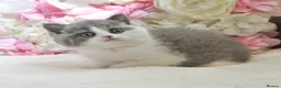 British Shorthair cats for sale: GCCF British Shorthair blue bi colour girl - Advert 7