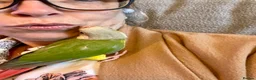 Conures birds for sale: Hand-Tame Baby Pineapple Conure – Ready in 7 Weeks - Advert 3