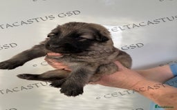 German Shepherd dogs for sale: Kcreg blue sable carrying Isabella GSD pups  - Image 7