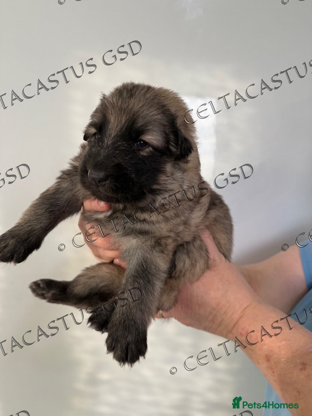 German Shepherd dogs for sale: Kcreg blue sable carrying Isabella GSD pups  - Image 7