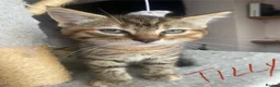 Ragdoll cats for sale: Ragdoll mixed breed kittens for sale in Thetford - Advert 7