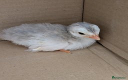 Guinea Fowl poultry for sale: Guinea Fowl Keets  - Image 1