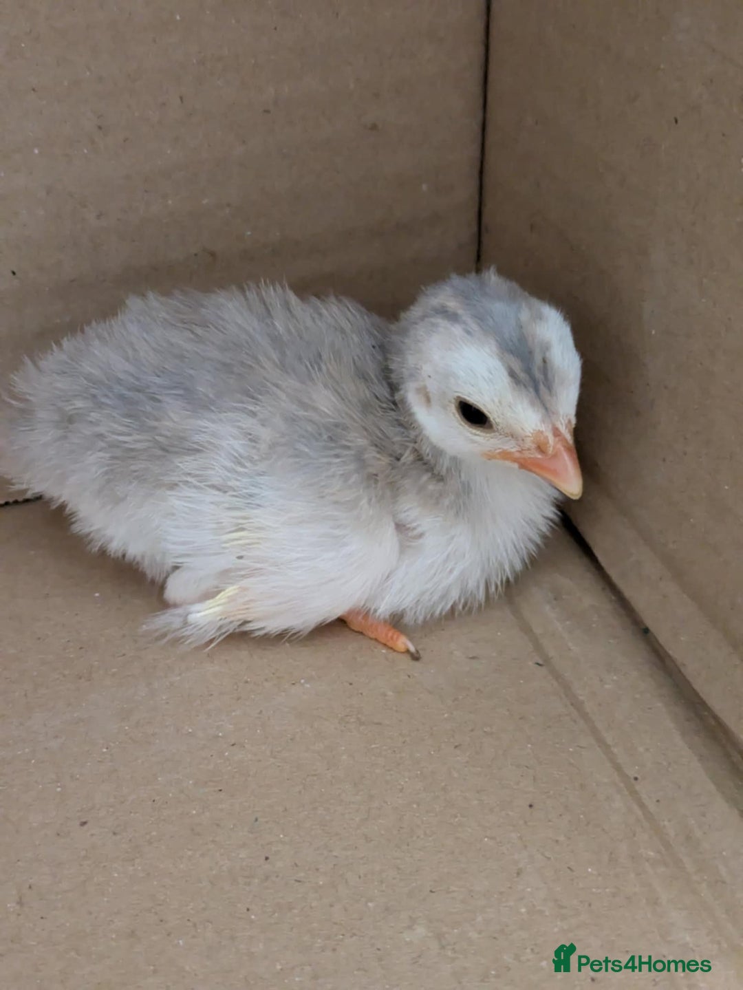 Guinea Fowl poultry for sale: Guinea Fowl Keets  - Image 1