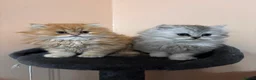 Persian cats for sale: Persian kittens  in Ipswich - Advert 2