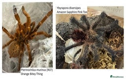 Tarantulas invertebrates for sale: Tarantula collection for sale - Image 4