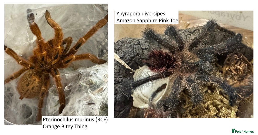 Tarantulas invertebrates for sale: Tarantula collection for sale - Image 4