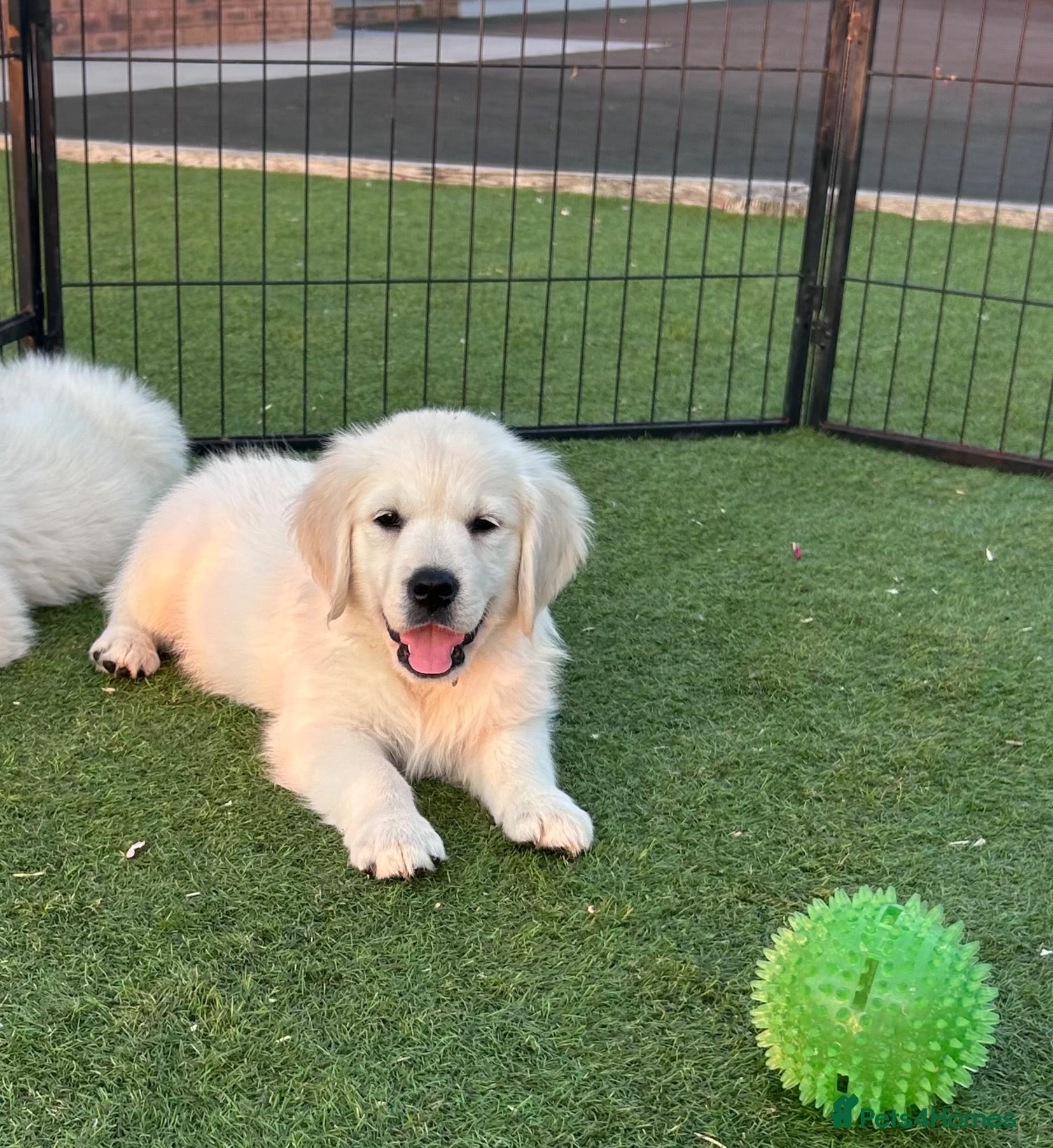 Golden Retriever dogs kc reg Fully health tested litter - Advert 2
