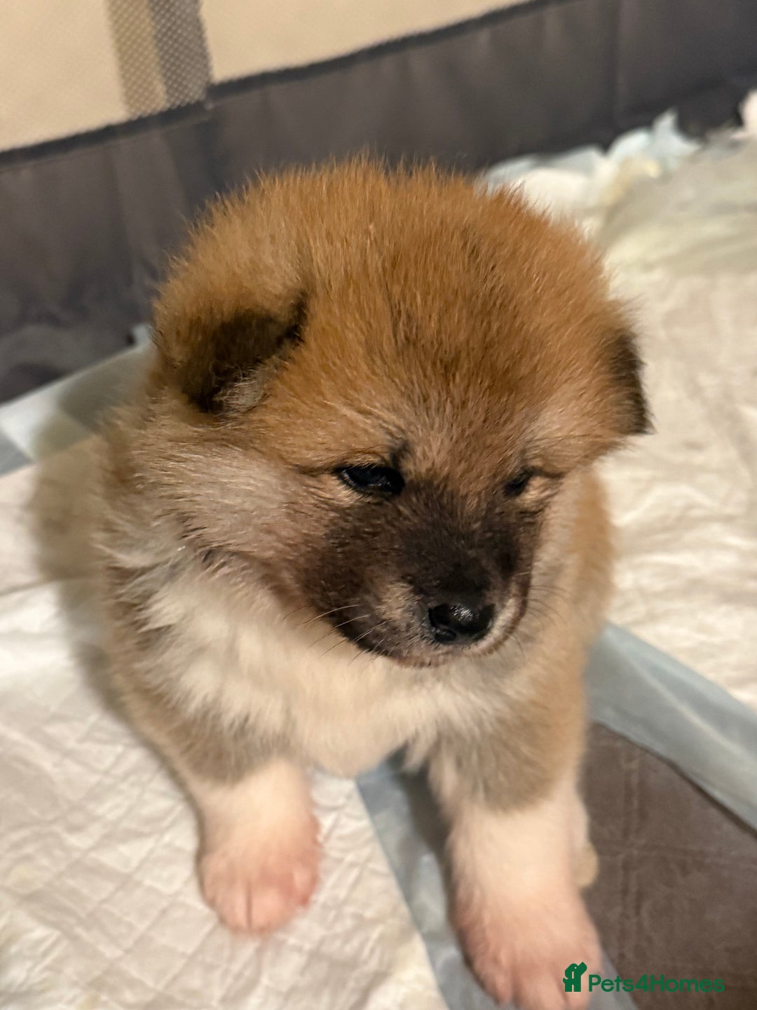 Akita dogs for sale: Akita puppy - Advert 3