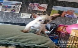 Siamese cats for sale: Siamese kittens  - Image 8