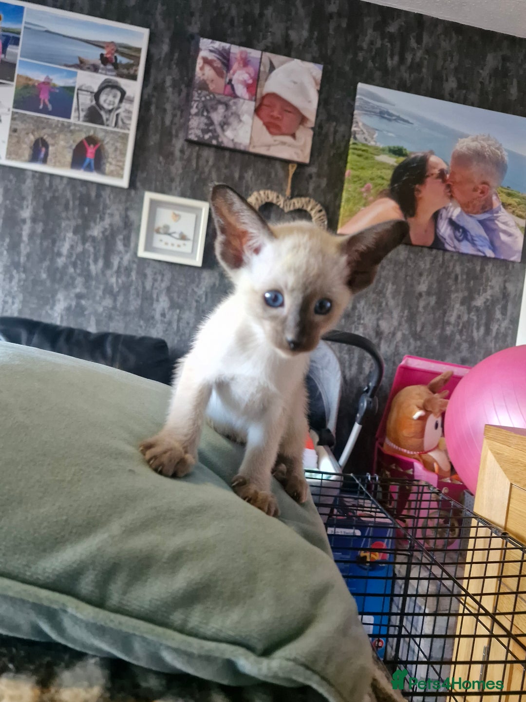 Siamese cats for sale: Siamese kittens  - Image 8