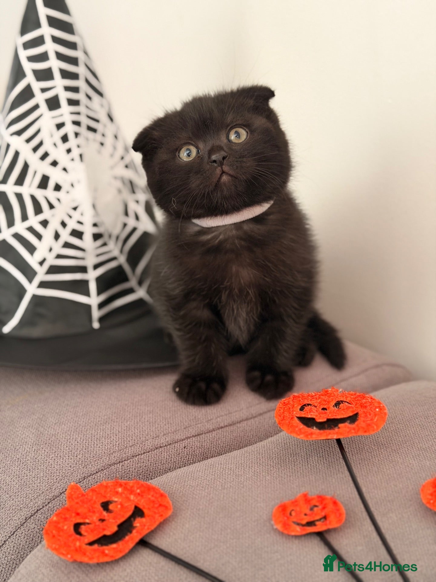 Mixed Breed cats for sale: Scottishfold mixbreed - Advert 8