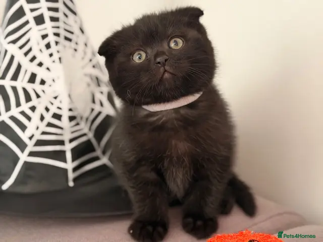 Mixed Breed cats for sale: Scottishfold mixbreed - Advert 8