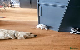 Mixed Breed cats for sale: Adorable fluffy kitens  - Image 6