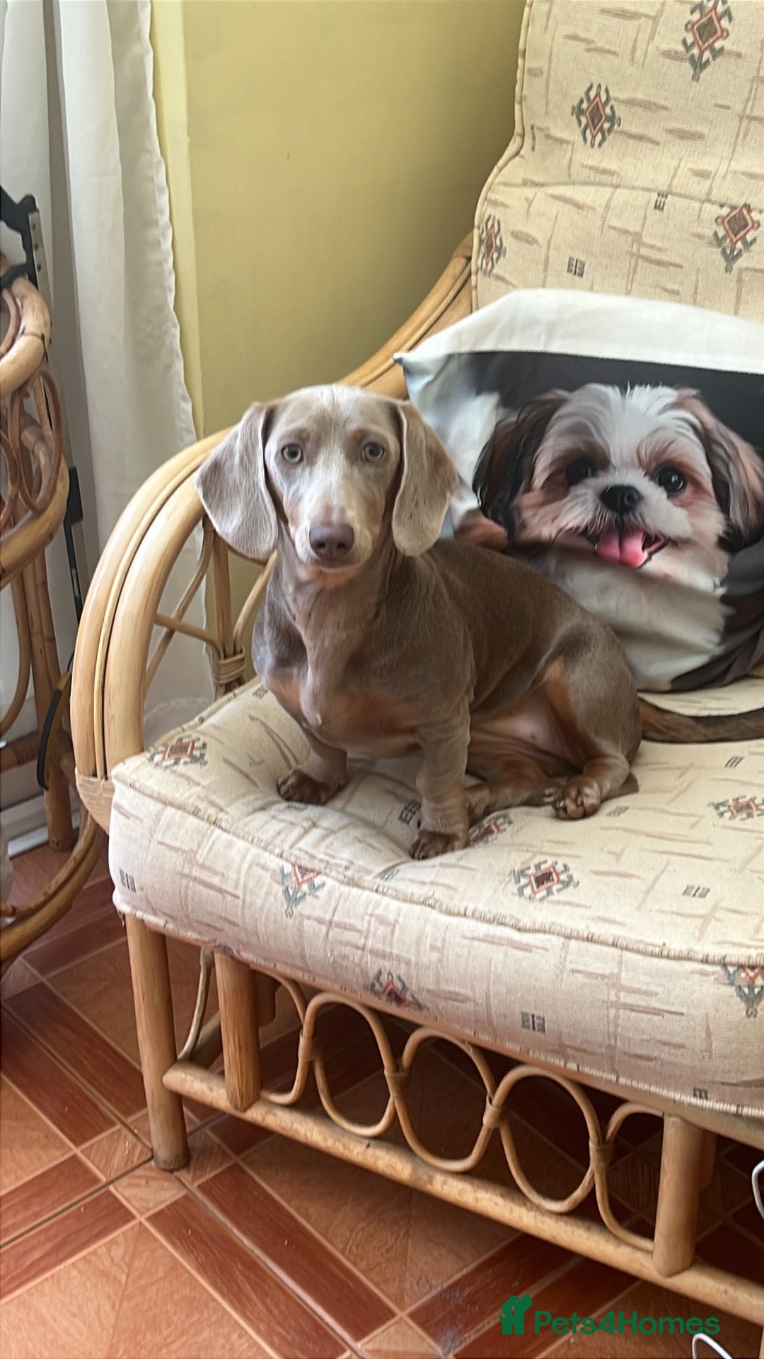 Deerhound dogs Standard dashound  - Advert 2