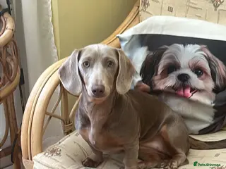 Deerhound dogs Standard dashound - Advert 2