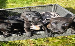 Mixed Breed dogs for sale: Labrador cross saluki - Image 5