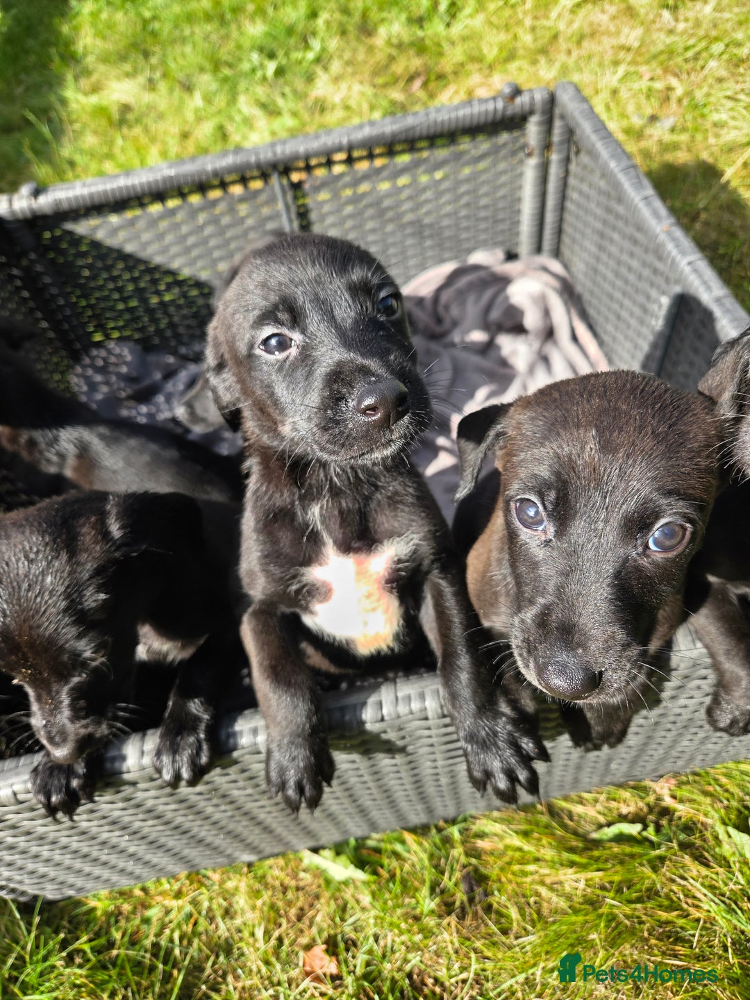 Mixed Breed dogs for sale: Labrador cross saluki - Image 5