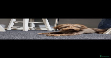 Mixed Breed dogs - Advert 5