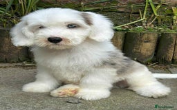 Sheepadoodle dogs for sale: unique sheepadoodles due - Image 29