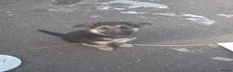 German Shepherd dogs for sale: German shepherd puppys  in Saint Austell - Advert 2