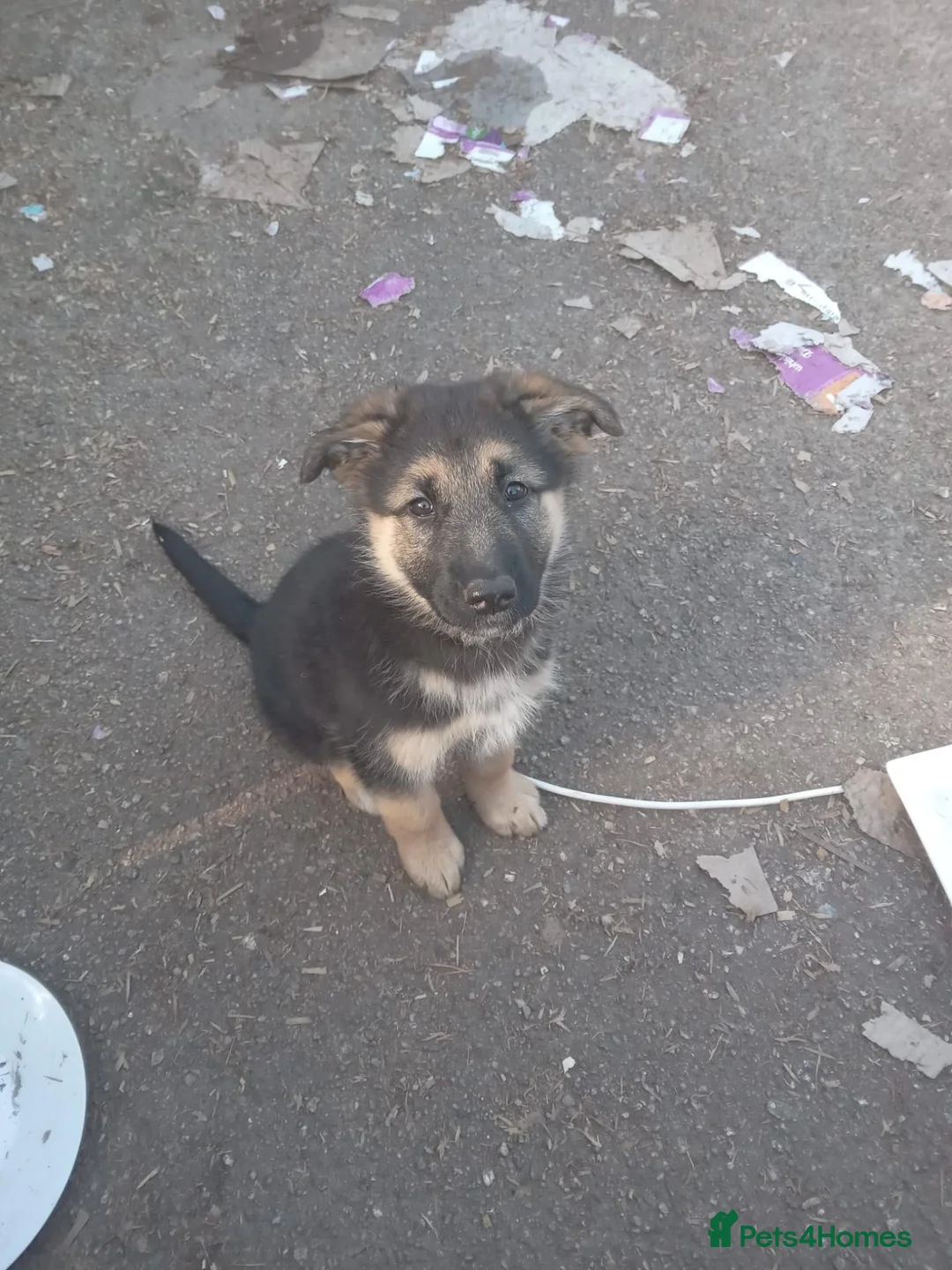 German Shepherd dogs for sale: German shepherd puppys  in Saint Austell - Advert 2