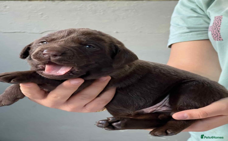 Labrador Retriever dogs - Advert 16